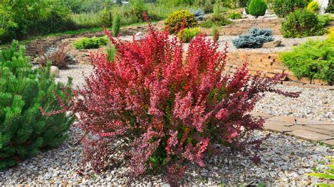 when do barberry bushes bloom